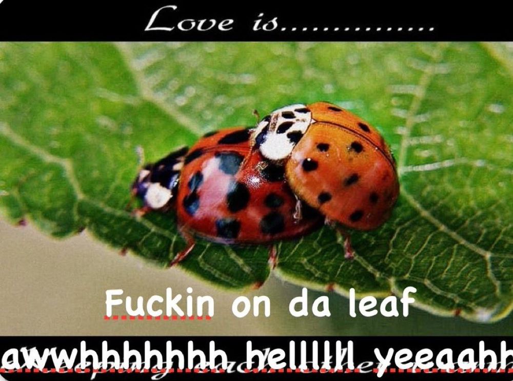 Comment image