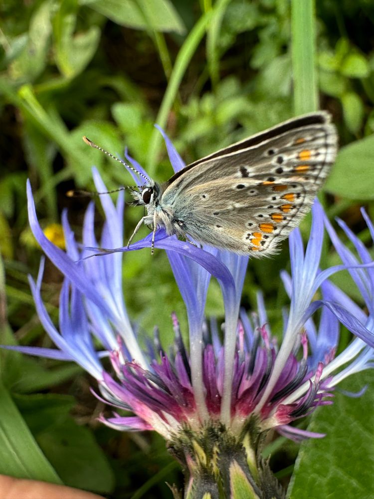 An Argus butterfly resting on a cornflower with its wings closed