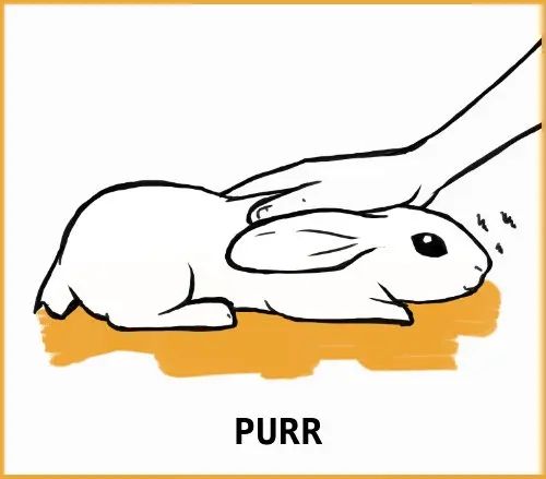 purr