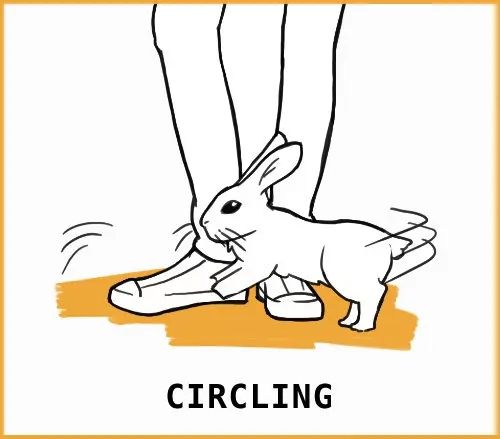 circling