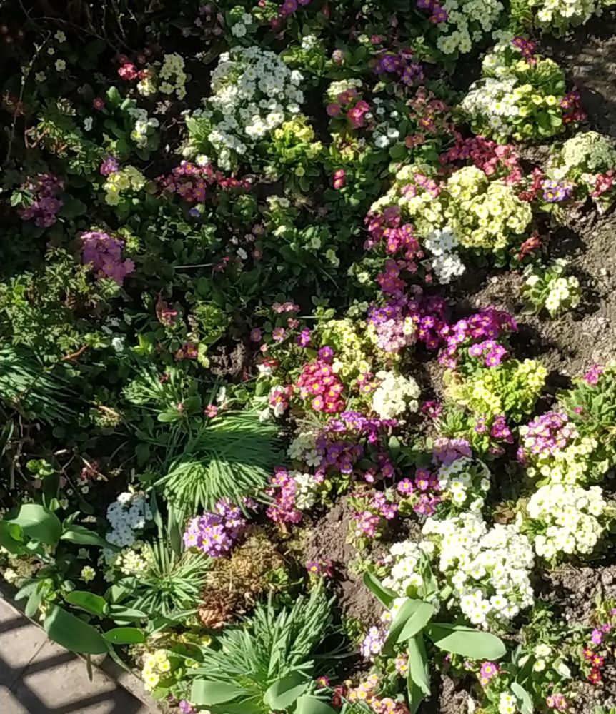 Auf den drei Bildern sind verschiedene Ausschnitte meines Gartens mit unzähligen bunten aufgeblühten Primeln in weiß, hellgelb, rosa, pink, brombeer und zartem violett zu sehen. 