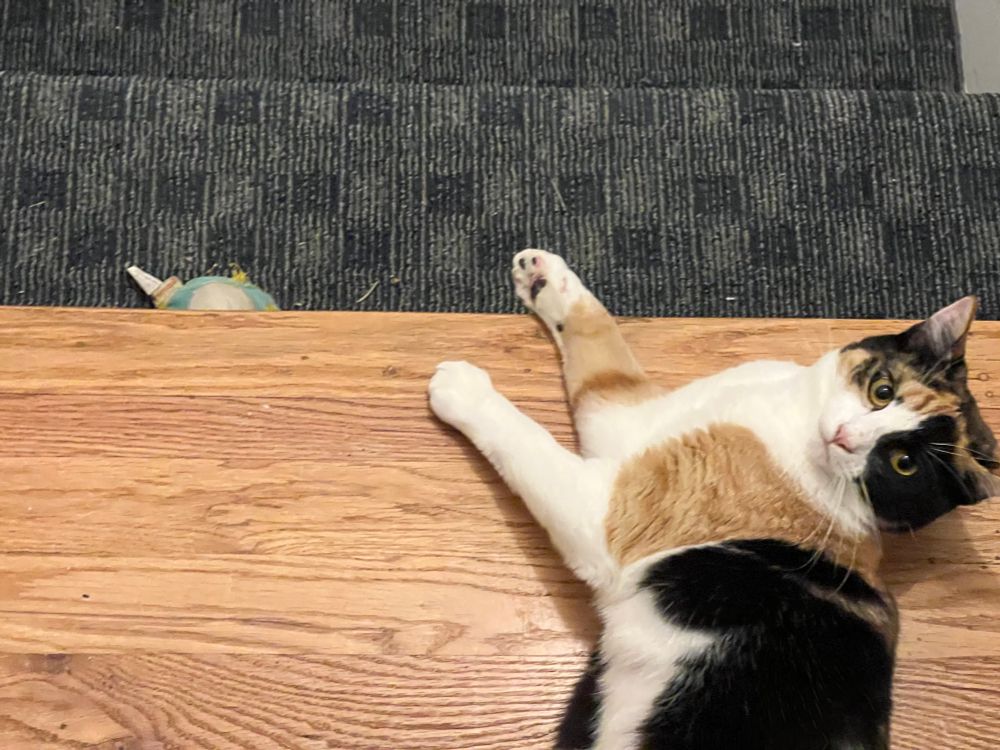 Adorable calico kitten sprawled on a hardwood floor at the top of a carpeted staircase. A toy shaped like a UFO is on the top stair.