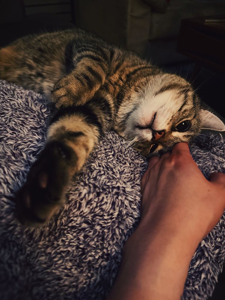 My grey tabby Mercury laid on his side on a purple fleece blanket. I am reaching my hand to him.