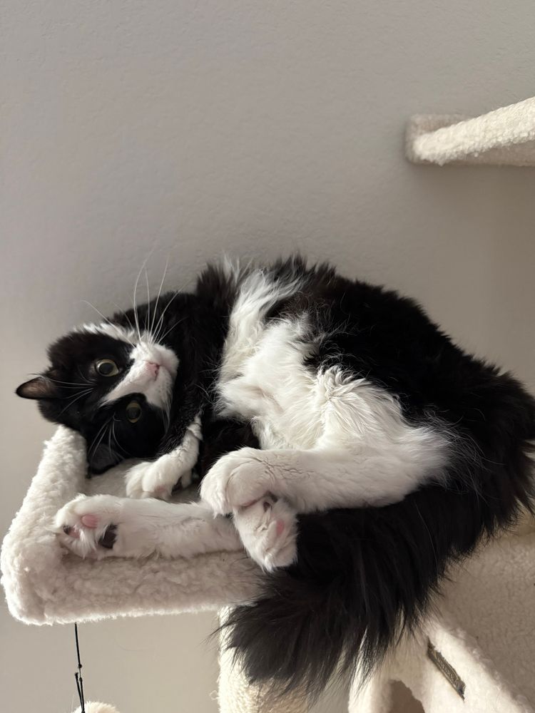 Black and white tuxedo cat curled up on a cat tree looking cute and much younger than he is
