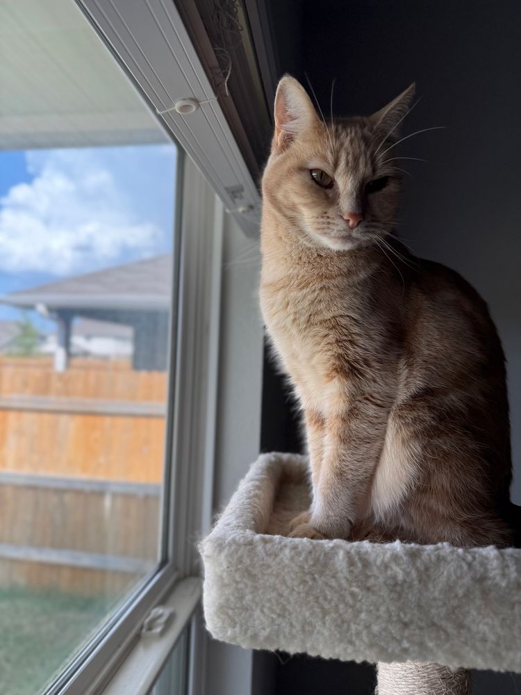 Small orange cat sitting on top of a cat tree by the window looking at the camera