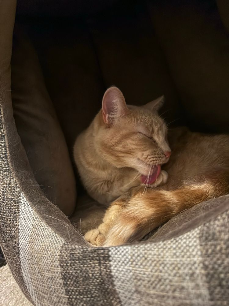 Female orange cat licking her paw from inside her bed in order to clean her head and ears