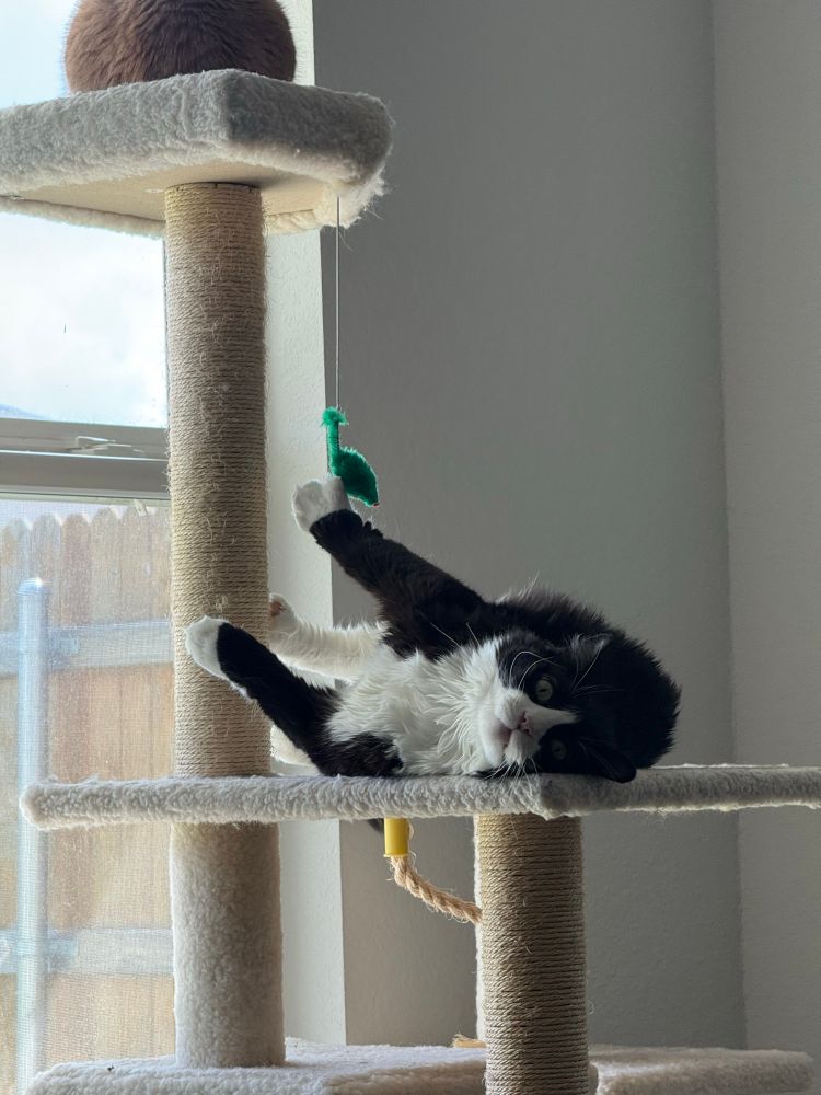 Black and white tuxedo cat laying on a cat tree looking very derpy