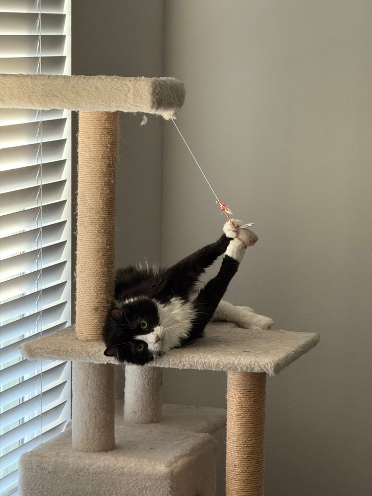 Tuxedo cat laying on his side on a cat tree with his paws at an angle holding onto a mouse