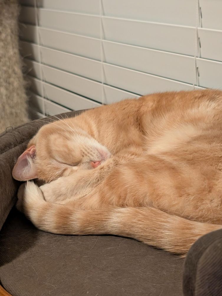 Small orange cat curled up in a cat bed
