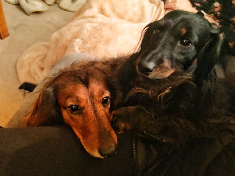 Happy National Dachshund Day! Every day at our house.