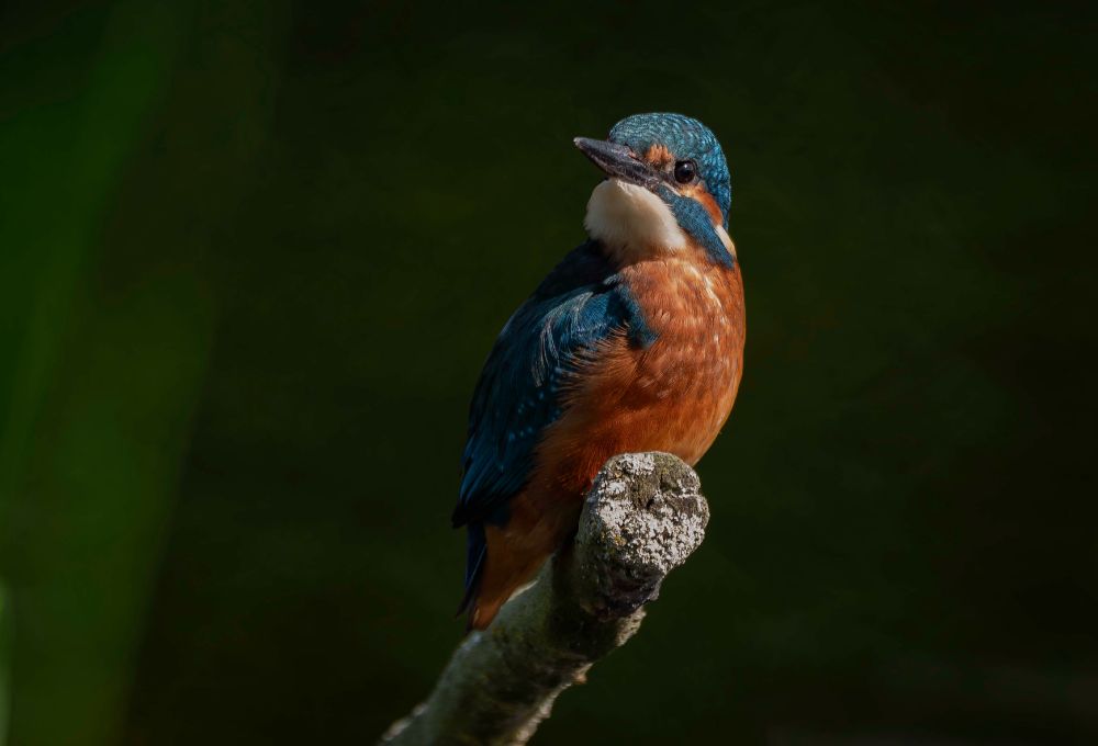 Kingfisher