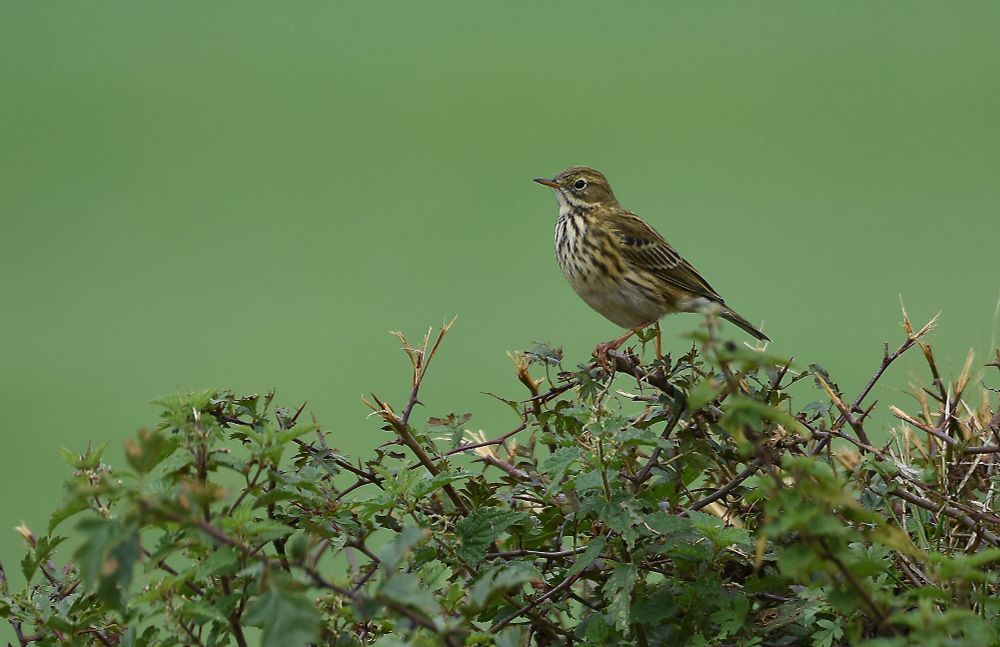 Meadow Pipit