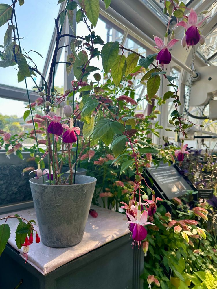 東山植物園の園内、温室内。熱帯・亜熱帯原産のフクシアが花を咲かせている。額や横に広がる花弁は白、雌蕊雄蕊を囲う花弁は紫色。