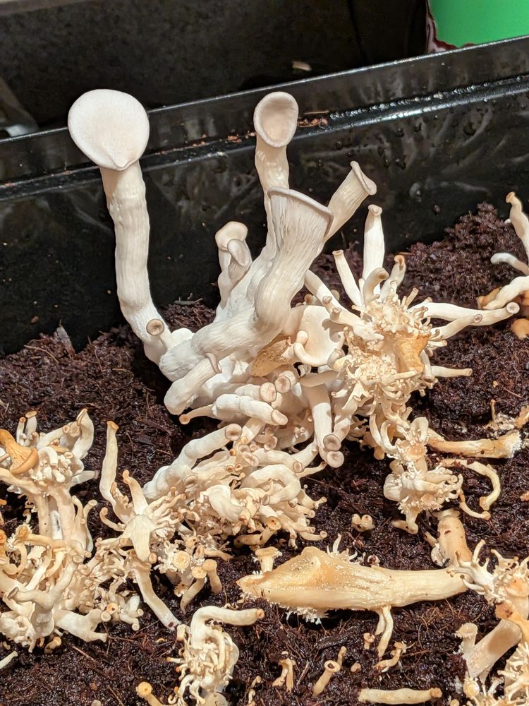 A riot of white mushrooms growing out of an indoor mushroom bin