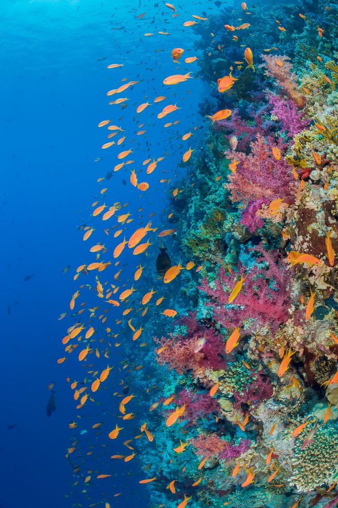 Coral Reef in the Ras Mohanned Marine Park, Egypt. Credit: Alex Mustard / Ocean Image Bank