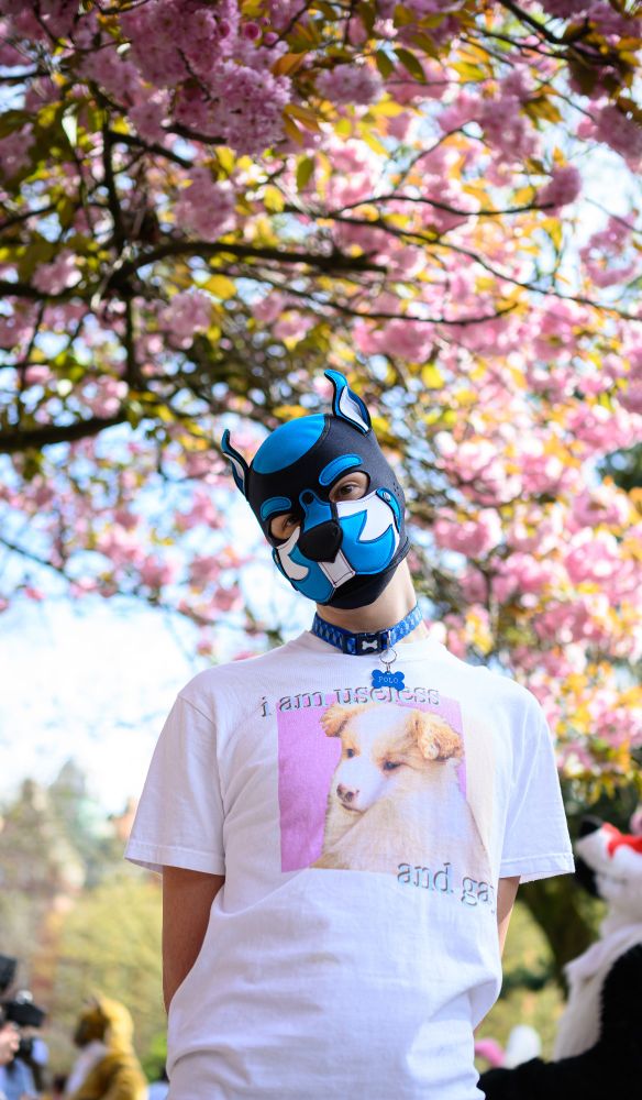 Pup Polo wearing a dog t-shirt which says "I am useless and gay". Standing under a cherry blossom tree in bloom.