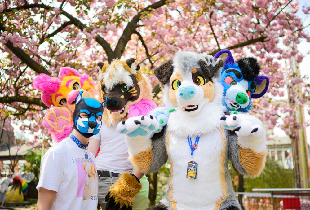 Polo, Starburst (Grumpy), Hallow (Snaq) and two other lovely furs stand under a cherry blossom tree in bloom.

Polo looks out of place and blocks Starburst from the shot! 😂