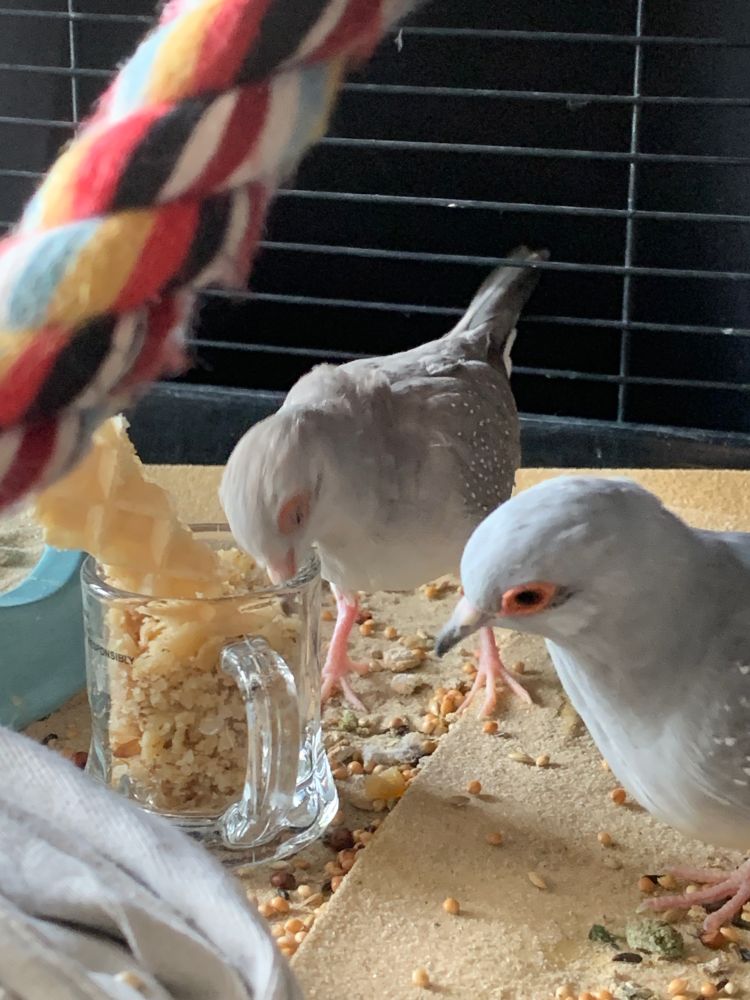 2 diamond doves eating walnuts