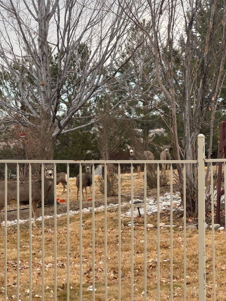 Six hungry deer, we leave food out in the yard for.