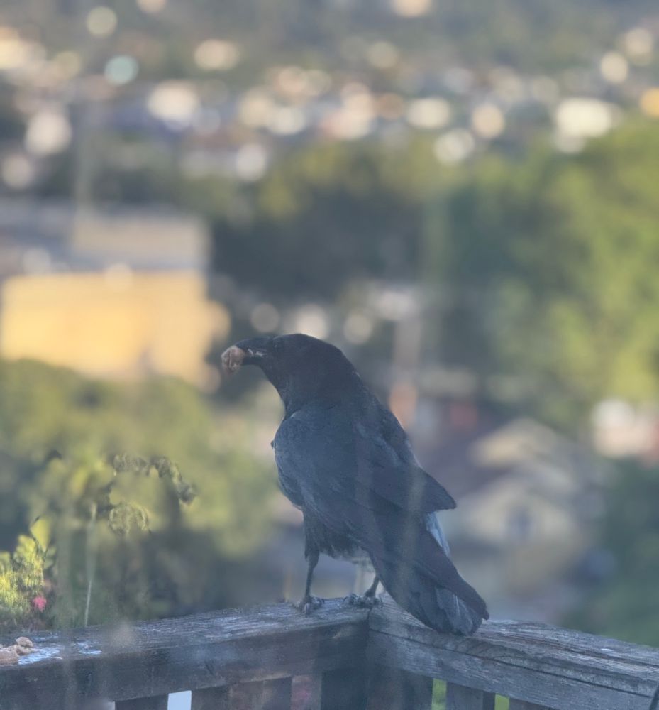 A raven sits on a fence , 
he has some food in his mouth.