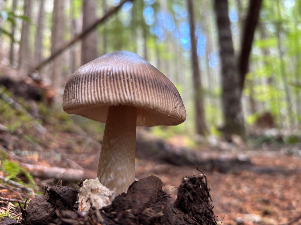 a 3"-tall mushroom in oregon
