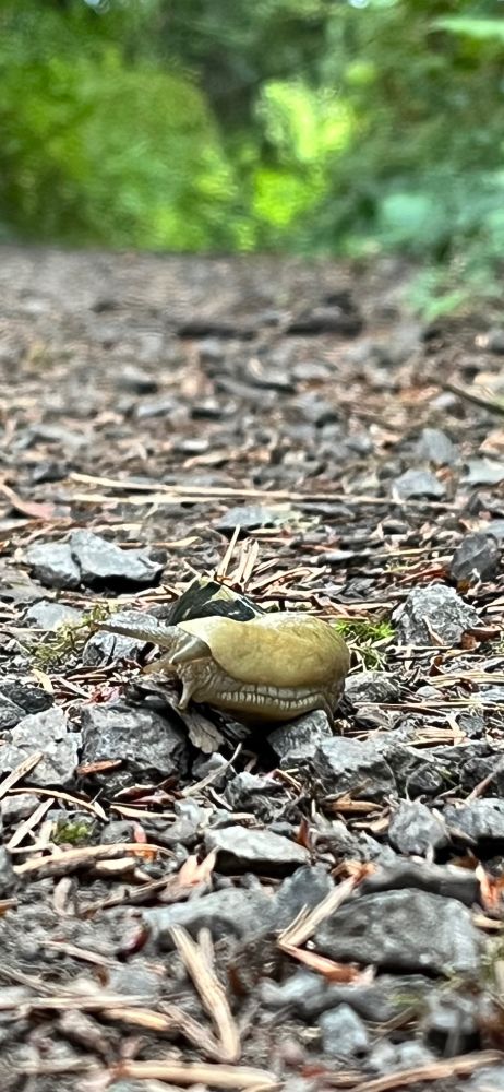 same amazing slug as before, laying it on a little thick for the camera if i do say