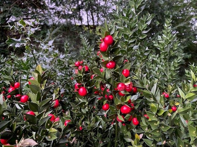 An evergreen shrub with bright red berries, known as butcher's broom.