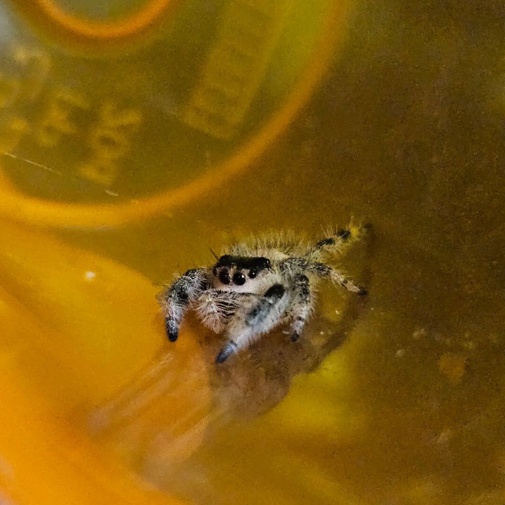 a small tan regal jumping spider inside of an orange plastic prescription pill bottle