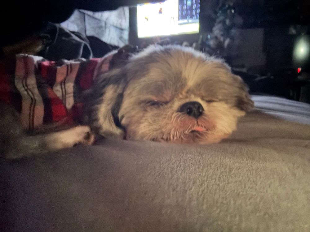 tito asleep with his tongue slightly sticking out
