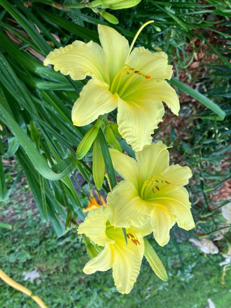 Three large daylily heads in a lemony yellow, surrounded by unopened buds and long, thin spiky leaves. Background is various greenery.
