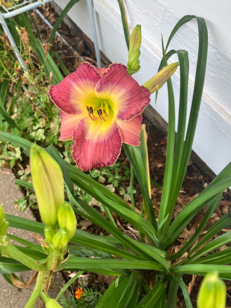 a soft raspberry and yellow daylily with other buds getting ready to open with thin green leaves against a white background. 