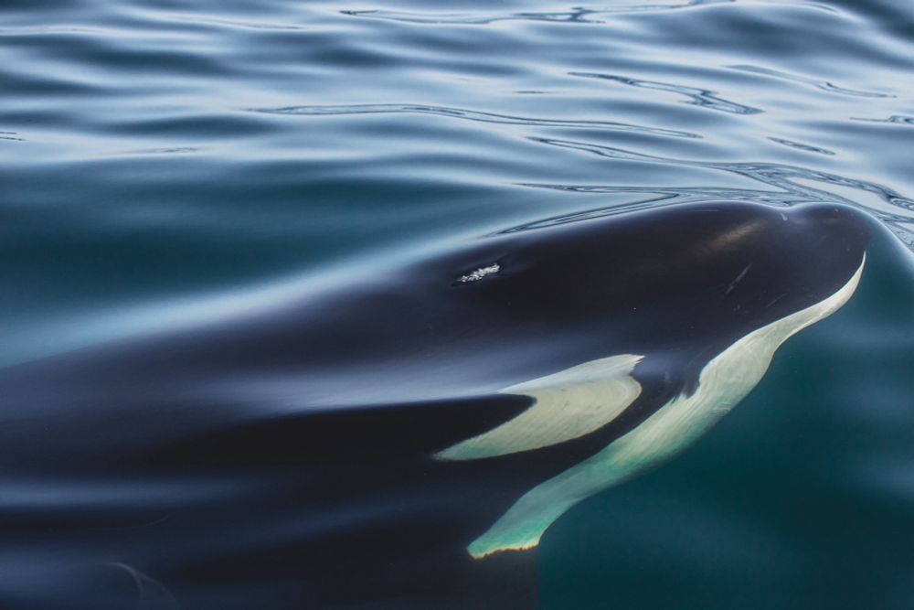 Orcas Wreck Sailing Boat In Latest Incident Off Coast Of Spain