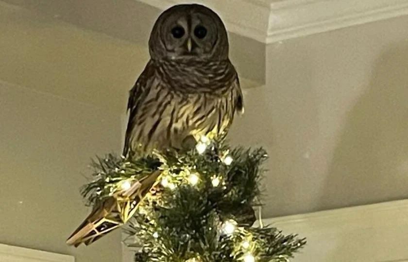 An owl stares into the camera from atop a family’s Christmas tree 