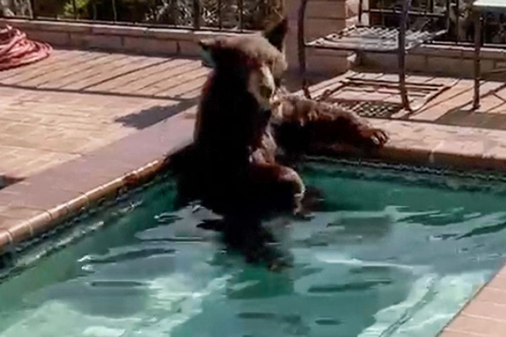 Bear Caught Cooling Off in California Homeowner's Backyard Jacuzzi amid Heat Wave