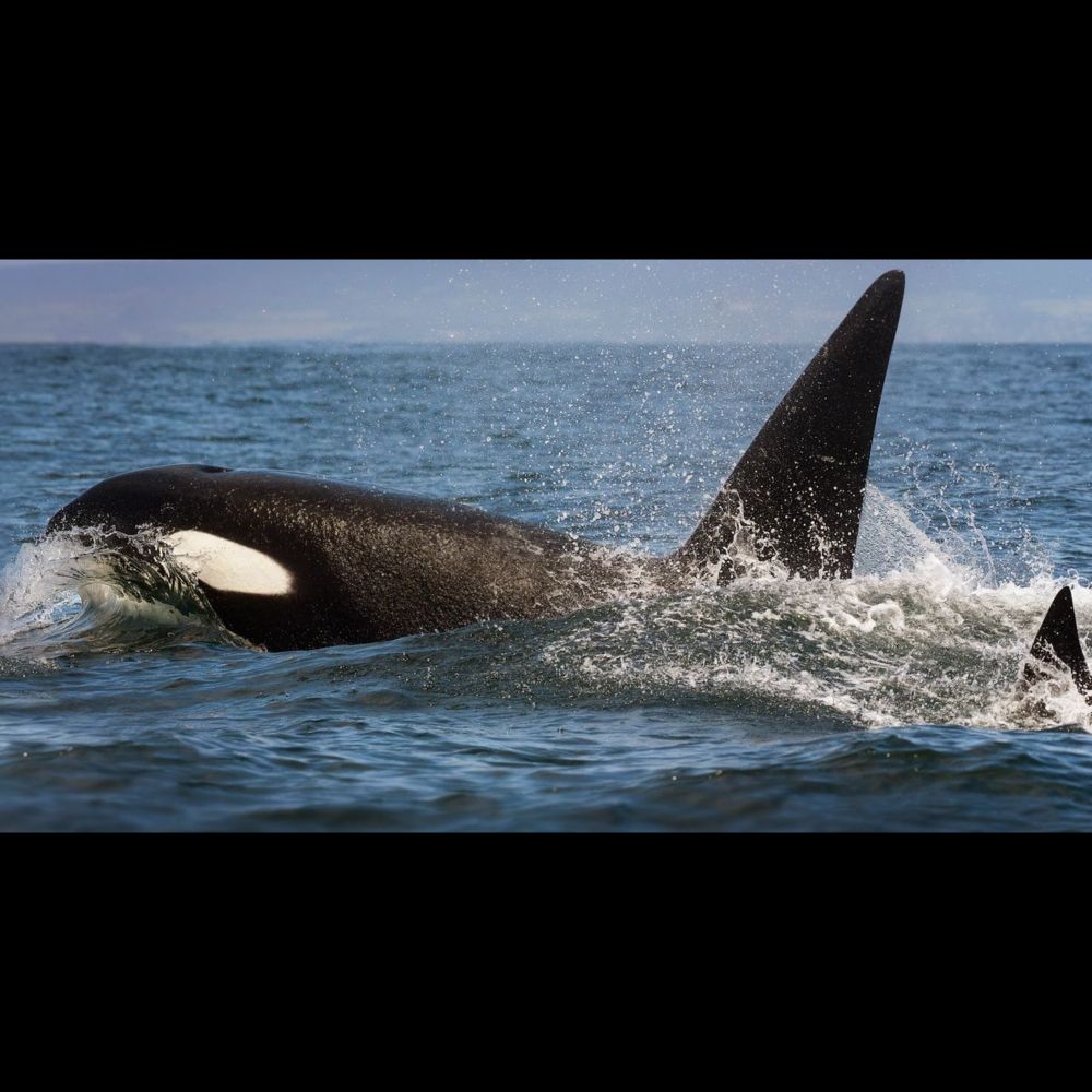 Orcas Pummel Boat After Crew Tries To Deter Them With Heavy Metal Music