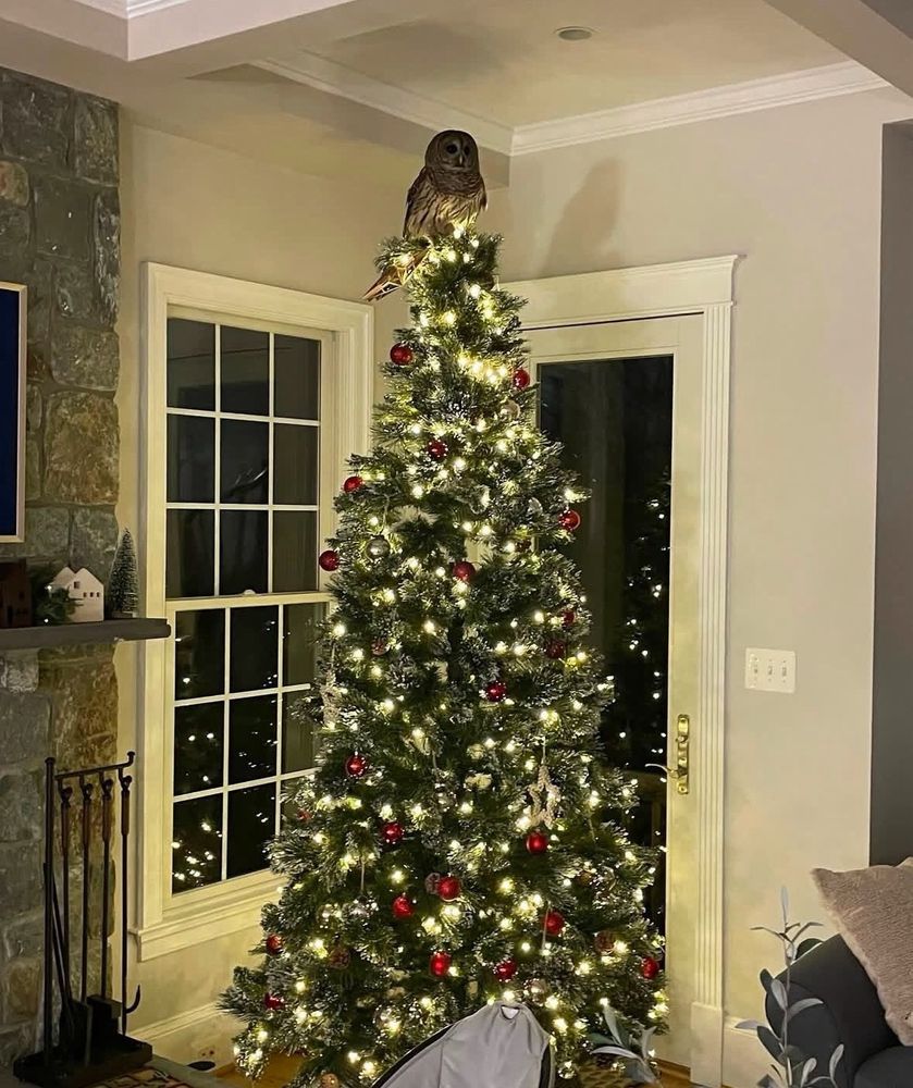 An owl perched on top of a Christmas tree inside a Virginia home