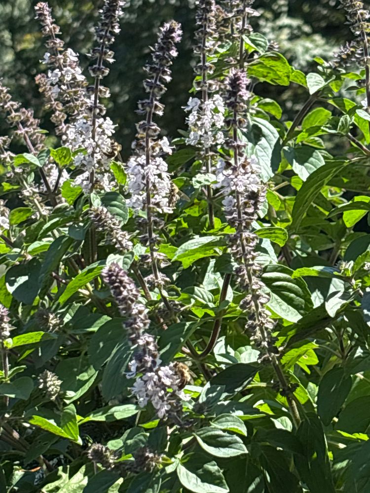 Bees on flowers 