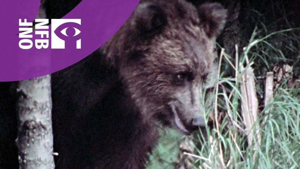 HINTERLAND WHO'S WHO: GRIZZLY | Full Documentary | National Film Board of Canada