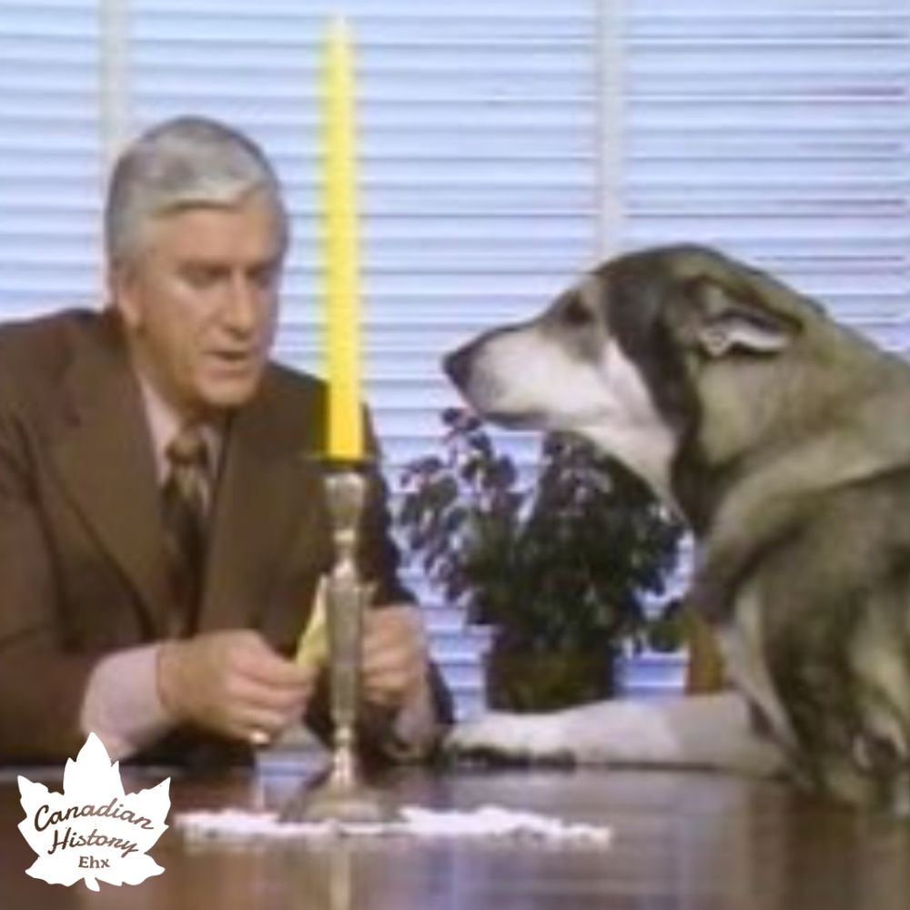 The color photo from "The Littlest Hobo" shows Leslie Nielsen in a brown suit, sitting at a desk with a lit candle, speaking while a German Shepherd dog sits beside him, attentively facing the candle. The setting includes a plant and blinds in the background, typical of a mid-20th-century TV scene.