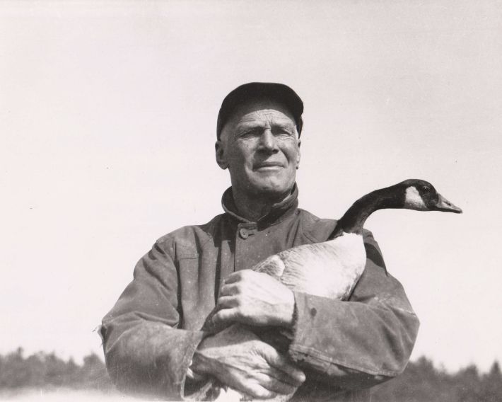 The black-and-white photo shows Jack Miner, an older man wearing a cap and a worn jacket, holding a Canada goose in his arms. He stands outdoors with a blurred natural background, likely a field or forest, and has a gentle smile on his face. The image captures a sense of connection between Miner and the bird, reflecting his work as a conservationist.