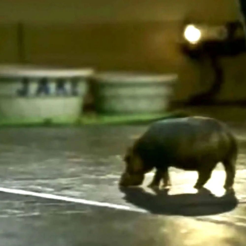 A blurry photo of a small, dark hippopotamus-like creature grazing on a dimly lit indoor floor near green buckets labeled "JAM," with a spotlight casting shadows.