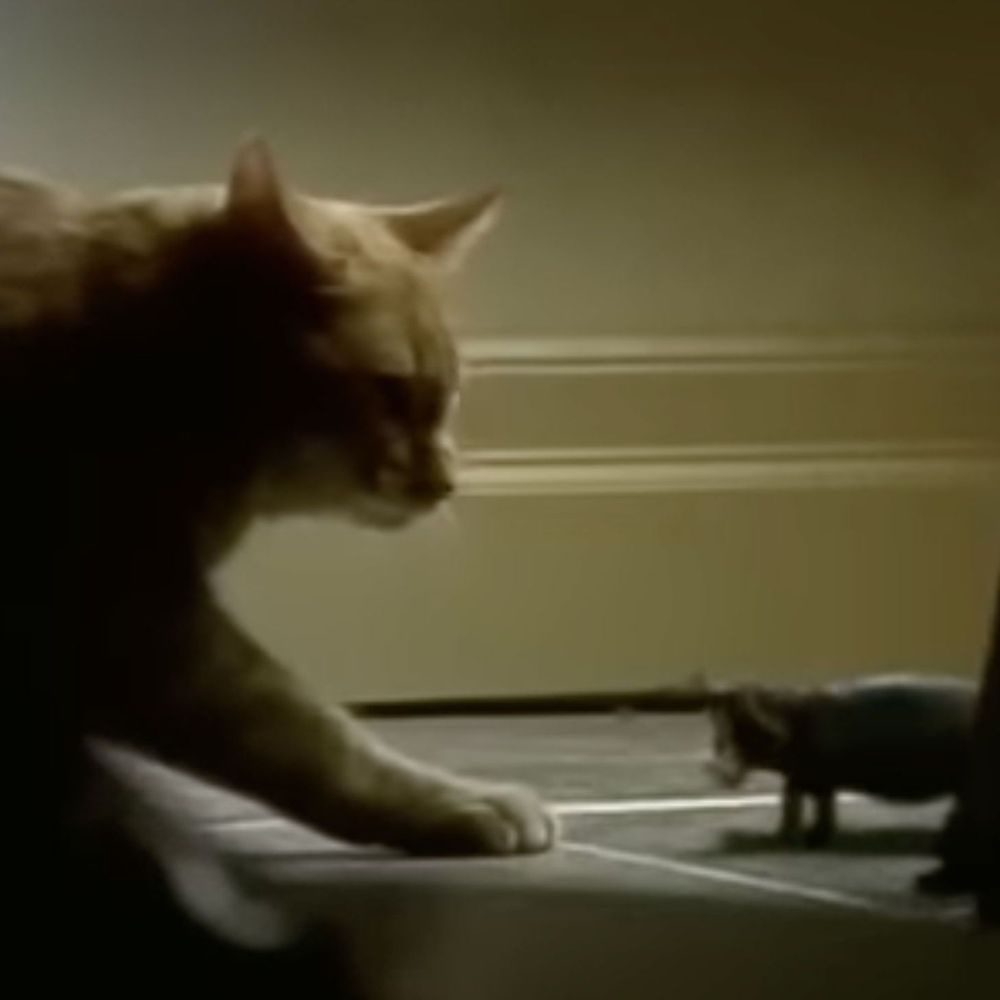 A blurry vintage video frame showing an orange cat stealthily approaching a small, dark hippopotamus-like creature on a tiled floor in a dimly lit room, with wooden furniture legs in the foreground.