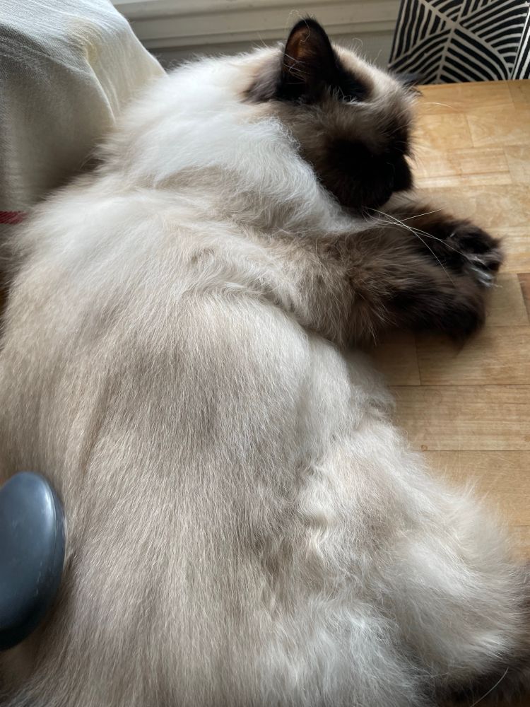 Cat getting brushed 
