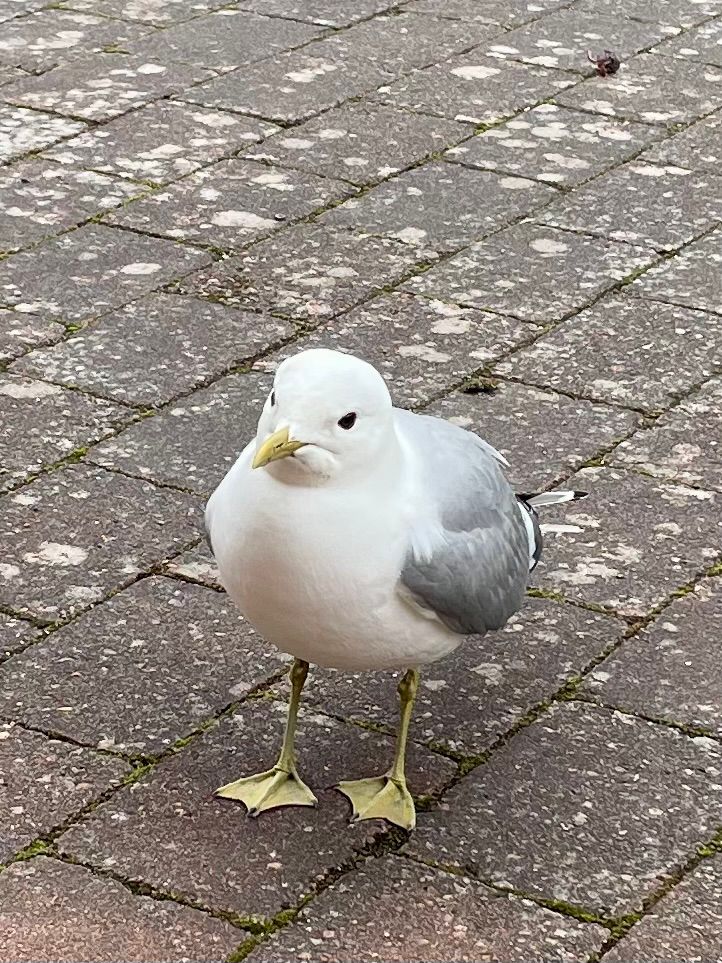 Close up of a seagull begging for food. 
