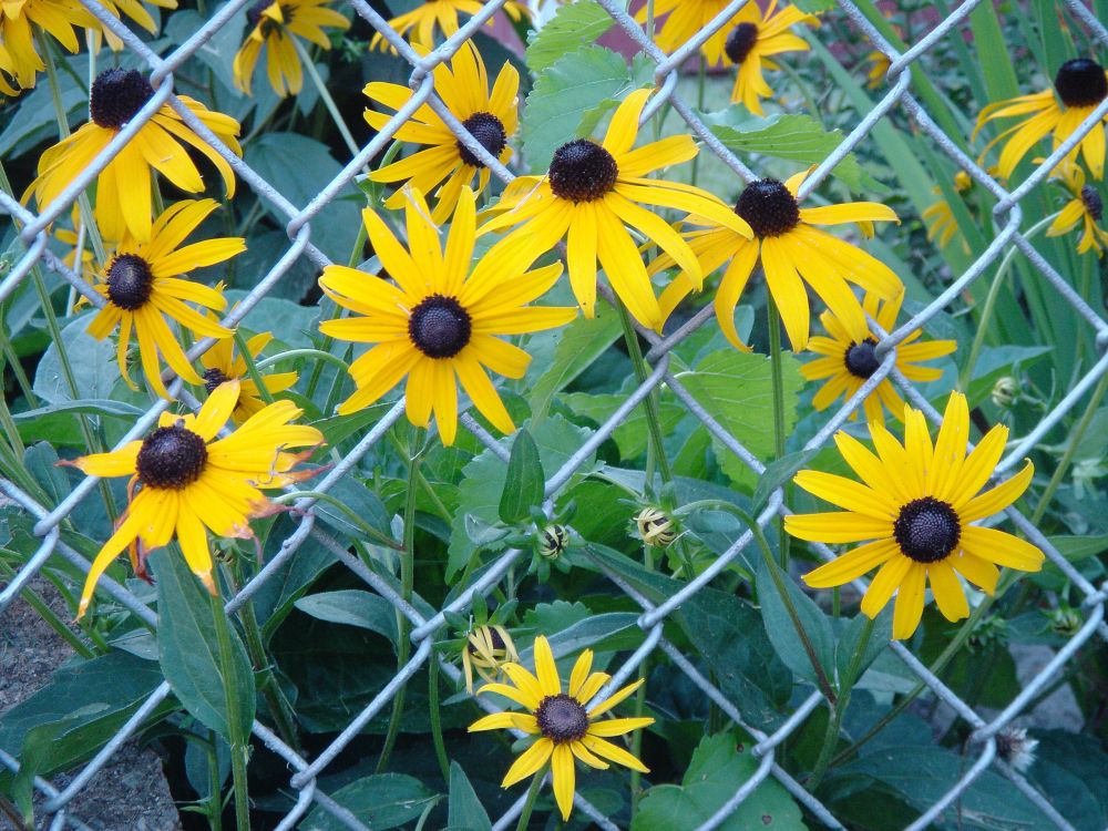 A photograph of several yellow Rudbeckia flowers growing through a chain link fence in an urban area. 