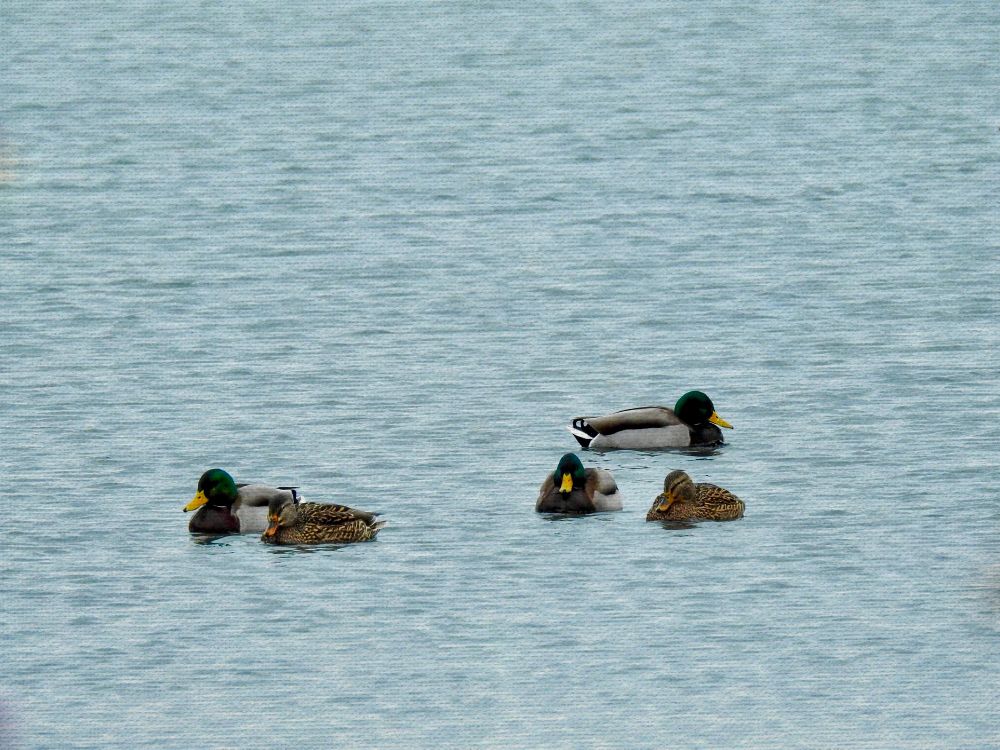 A photograph of several Mallard ducks in Lake Erie near Gibraltar, Michigan USA. A canvas texture overlay was added to the image to make it look more like a painting.