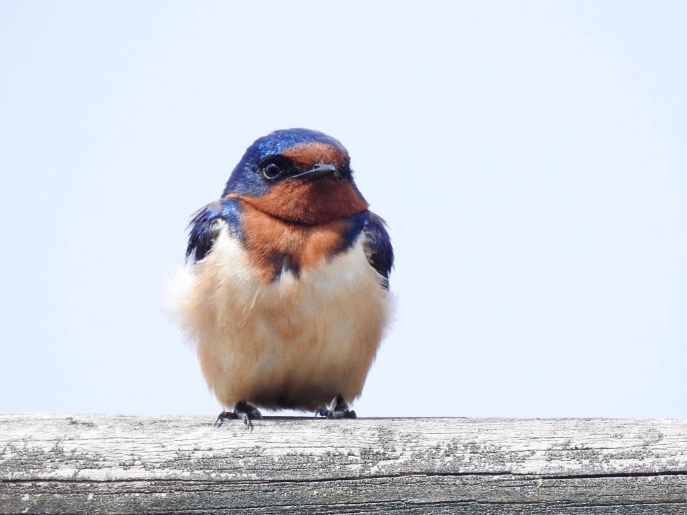 A photograph of a Barn Swallow perched on a wooden fence.