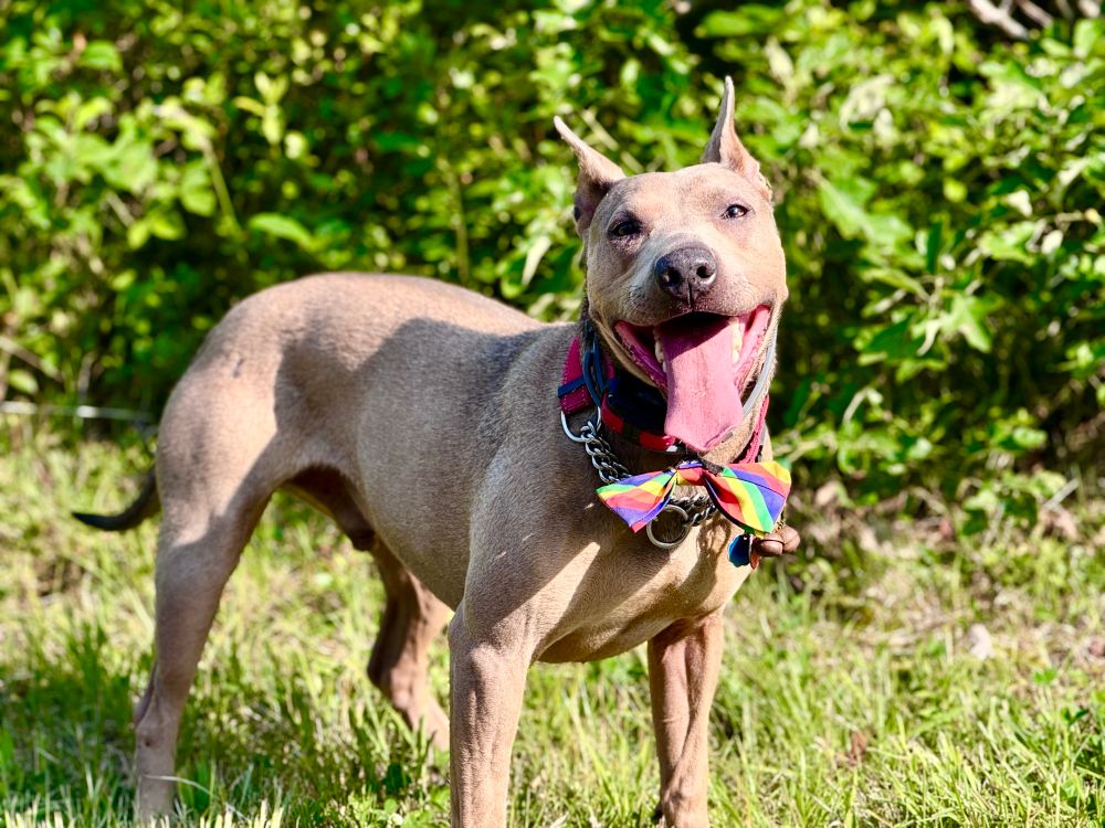 Big smiling face of tan bully-cattle dog-sharpei mix Ziggy, standing in the beech forest & wearing a Pride bow tie. 
