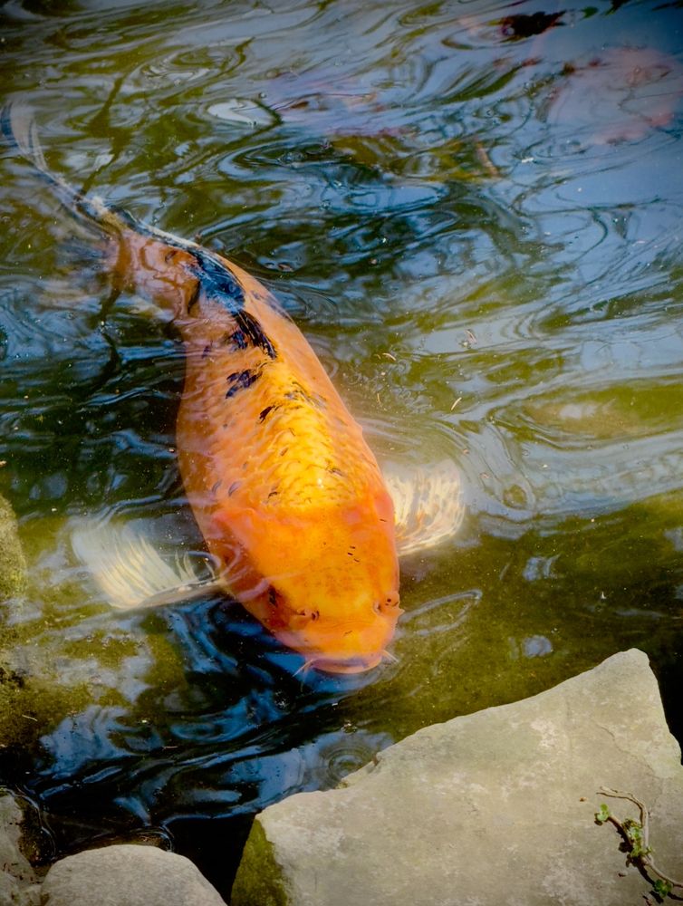 My garden finally arriving! My koi are happy!
