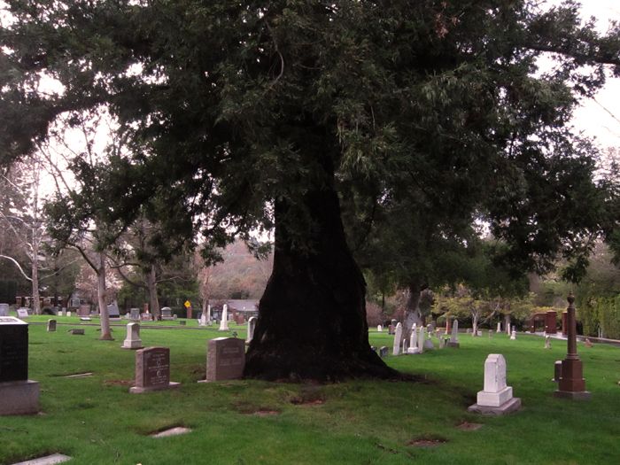 The thick-based coast redwood surrounded by graves of the Pourroy family, Saratoga, California.